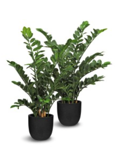 Faux Plant