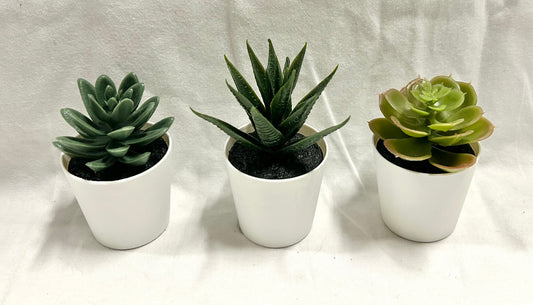 Mini Succulents - Set of 8