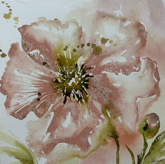 Blush Watercolour Poppy II